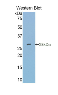 Polyclonal Antibody to Sialic Acid Binding Ig Like Lectin 5 (SIGLEC5)