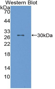 PAA984Mu01.jpg