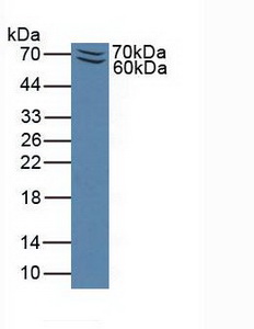 Polyclonal Antibody to P-Selectin Glycoprotein Ligand 1 (PSGL1)