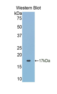 PAA994Hu02.jpg