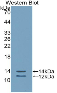 Polyclonal Antibody to Peptide YY (PYY)