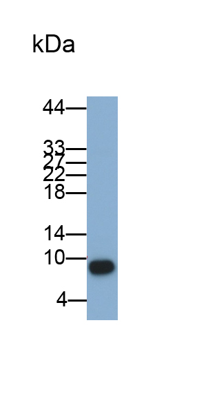 Polyclonal Antibody to S100 Calcium Binding Protein A12 (S100A12)