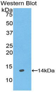 Polyclonal Antibody to Galanin (GAL)