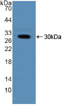 PAB101Hu01.jpg