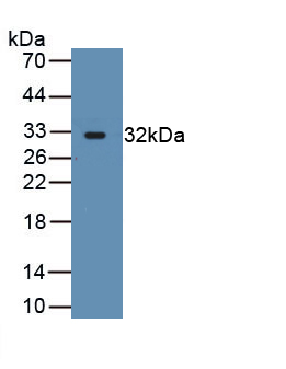 PAB104Hu01.jpg