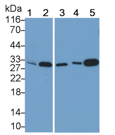 PAB109Mu01.jpg