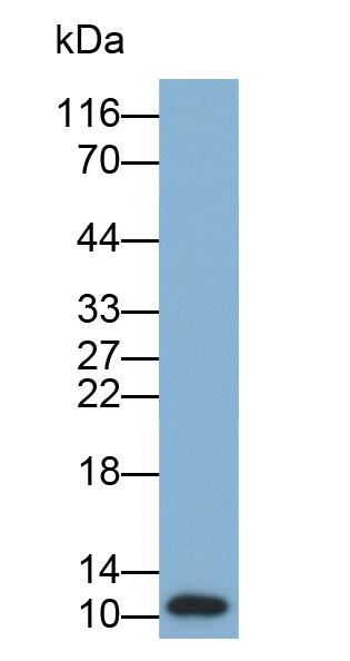 Polyclonal Antibody to Metallothionein 1 (MT1)