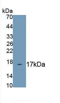 Polyclonal Antibody to Metallothionein 1 (MT1)