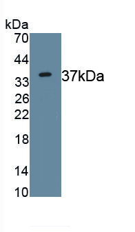 PAB120Mu02.jpg