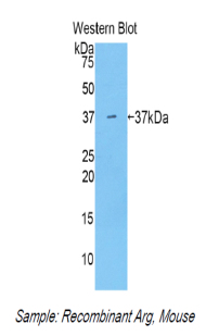 FITC-Linked Polyclonal Antibody to Arginase (ARG)