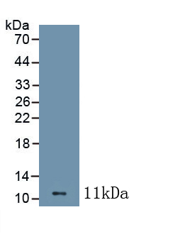 Polyclonal Antibody to Chemokine C-C-Motif Ligand 1 (CCL1)