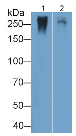 Polyclonal Antibody to Chondroitin Sulfate Proteoglycan 4 (CSPG4)