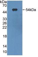 Polyclonal Antibody to Integrin Alpha X (CD11c)