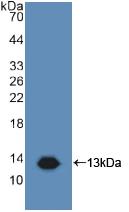 Polyclonal Antibody to Target Of The Antiproliferative Antibody 1 (TAPA1)