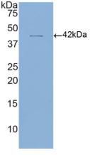 Polyclonal Antibody to Cluster Of Differentiation 4 (CD4)