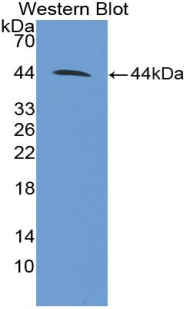 Polyclonal Antibody to Cluster Of Differentiation 4 (CD4)