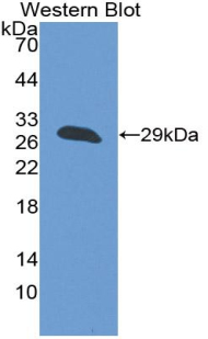 PAB180Bo01.jpg