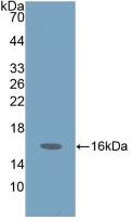 PAB186Hu01.jpg