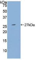 Polyclonal Antibody to Pregnancy Specific Beta-1-Glycoprotein 1 (PSG1)