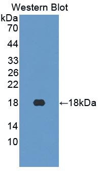 Polyclonal Antibody to Neurotensin (NT)