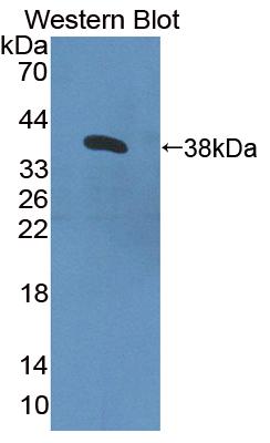 Polyclonal Antibody to Contactin 4 (CNTN4)