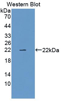 Polyclonal Antibody to Relaxin (RLN)