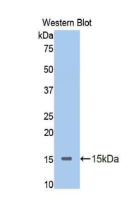 Polyclonal Antibody to Corticosteroid Binding Globulin (CBG)