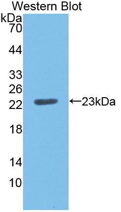 Polyclonal Antibody to Tumor Necrosis Factor Receptor Superfamily, Member 5 (CD40)