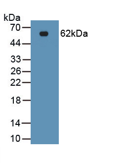 PAB283Hu01.jpg