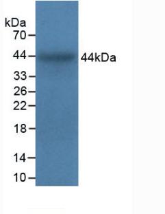 PAB287Bo01.jpg