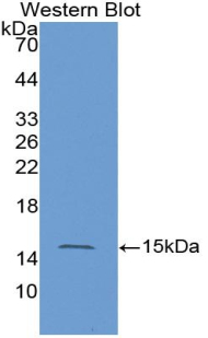 Polyclonal Antibody to V-Ha-Ras Harvey Rat Sarcoma Viral Oncogene Homolog (HRAS)