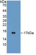 Polyclonal Antibody to Involucrin (INV)