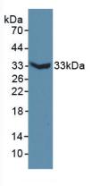 Polyclonal Antibody to Microtubule Associated Protein 6 (MAP6)