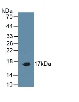 Polyclonal Antibody to Cluster of Differentiation 59 (CD59)