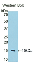 Polyclonal Antibody to Cluster of Differentiation 59 (CD59)