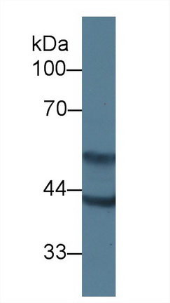 Polyclonal Antibody to Actin Alpha 2, Smooth Muscle (ACTa2)