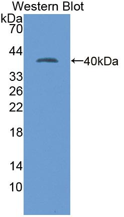 PAB370Hu01.jpg