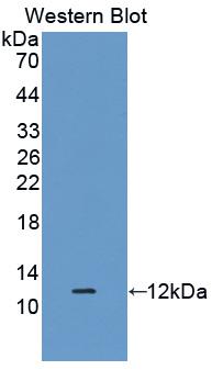 Polyclonal Antibody to Defensin Beta 1 (DEFb1)