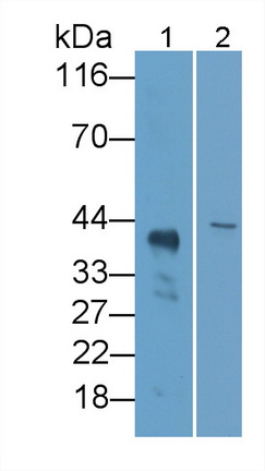 PAB399Mu01.jpg