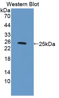 PAB400Hu01.jpg