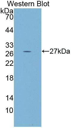 PAB401Hu01.jpg