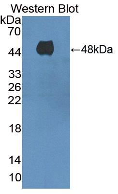 PAB420Hu01.jpg