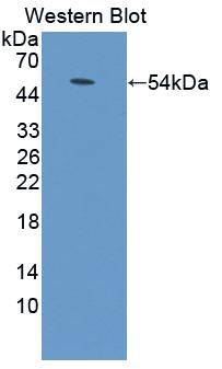 PAB427Mu01.jpg