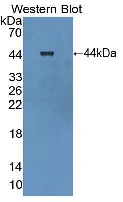 PAB443Hu01.jpg