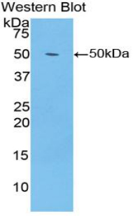 Polyclonal Antibody to Enolase 1 (ENO1)