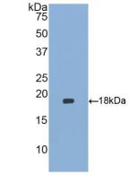 Polyclonal Antibody to Heparin Binding Epidermal Growth Factor Like Growth Factor (HBEGF)