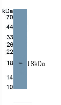 Polyclonal Antibody to Heparin Binding Epidermal Growth Factor Like Growth Factor (HBEGF)