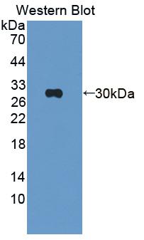 PAB480Mu02.jpg