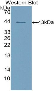 PAB482Hu01.jpg