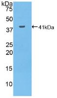 PAB489Hu01.jpg